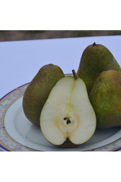 Плід груші Легенда Карпат на розрізі – біла ароматна м’якоть